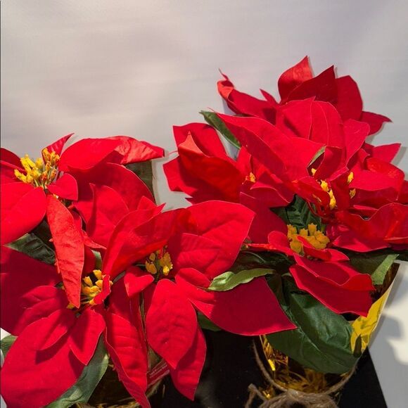 Ashland Red and Green Poinsettia Arrangement with Gold Wrap - Picture 5 of 7